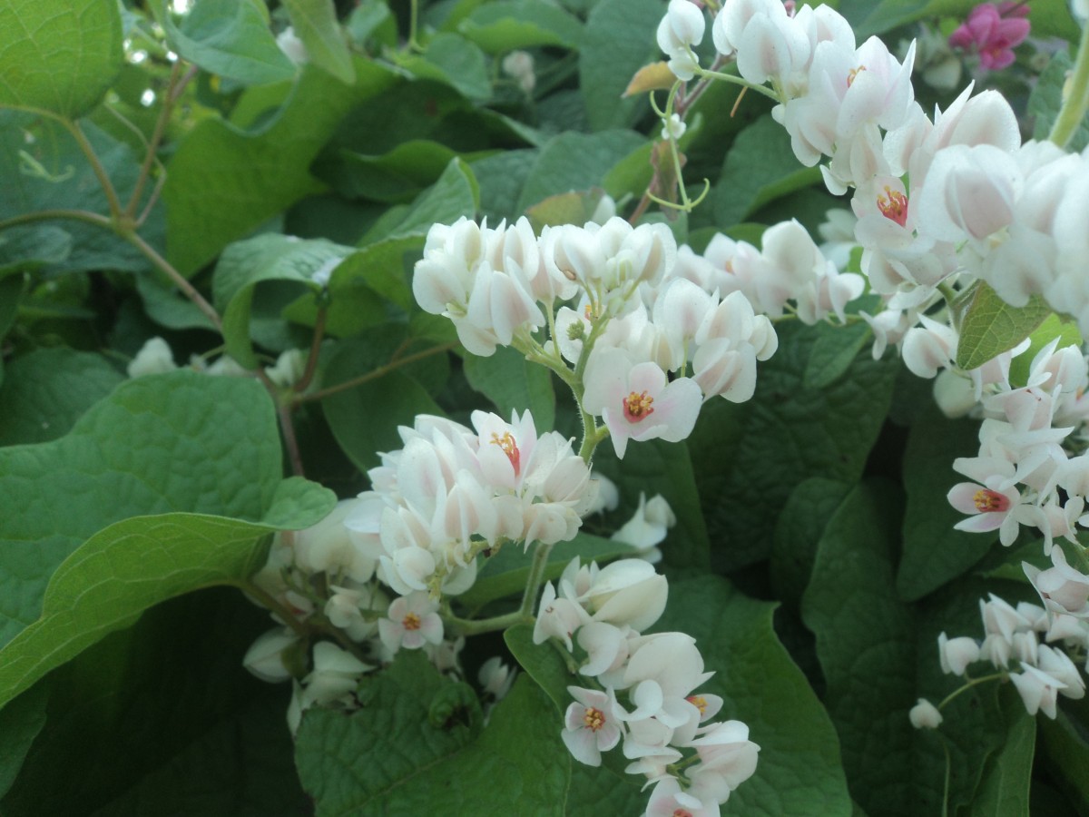 Antigonon leptopus Hook. & Arn.